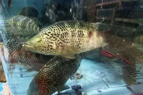 图片[6]-老虎斑的育苗方法 ,老虎斑育苗选鱼苗有何关键要点？-会东网