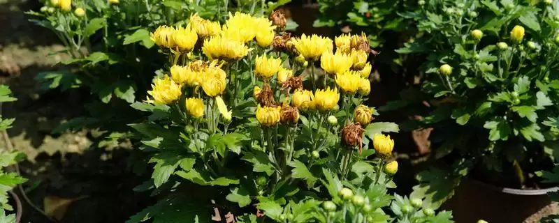 秋季菊花养护秘籍:每天晒光2-3小时的科学依据-会东网