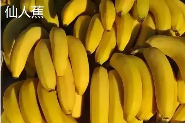 图片[6]-台湾香蕉的主要栽培品种，常见的有李林蕉、玫瑰蕉、旦蕉等-会东网