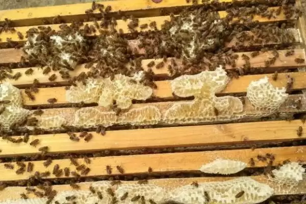 图片[2]-一箱蜜蜂一年产多少蜜，蜂种、蜜源、气候和技术均会影响产量-会东网