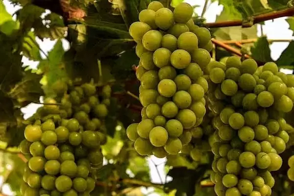 辽宁省锦州市有哪些特色水果,包括北镇葡萄、银白杏、锦州苹果等种类插图1 辽宁省锦州市有哪些特色水果,包括北镇葡萄、银白杏、锦州苹果等种类插图1