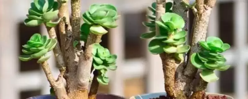 金钱木光杆的处理方法 ,金钱木光杆了该怎么进行处理-会东网