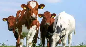 牛的交配方式大盘点:自然交配与分群交配等的奥秘插图3 牛的交配方式大盘点:自然交配与分群交配等的奥秘插图3