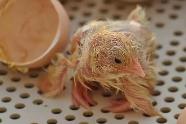 探究小鸡出壳啄洞后死亡根源的方法和重点?养鸡要做好哪些孵化问题排查?插图2 探究小鸡出壳啄洞后死亡根源的方法和重点?养鸡要做好哪些孵化问题排查?插图2