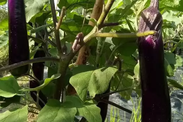 茄子长弯原因剖析：点花或温度问题等的影响插图3