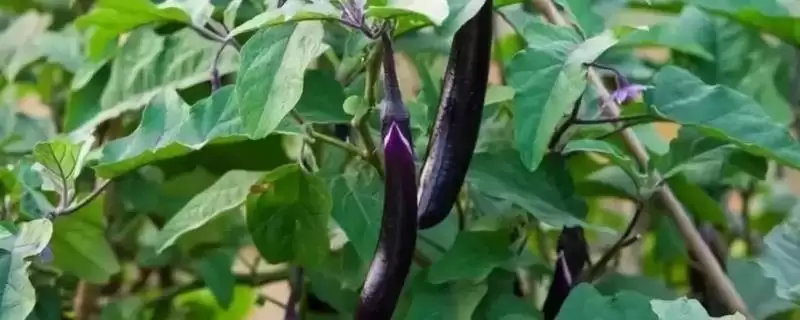 茄子管理秘籍:合理施肥和浇水管理的要点-会东网