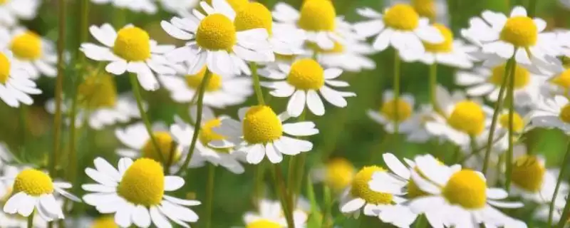 象征和谐的花的种类和要点?了解象征和谐的花需关注哪些品种?-会东网