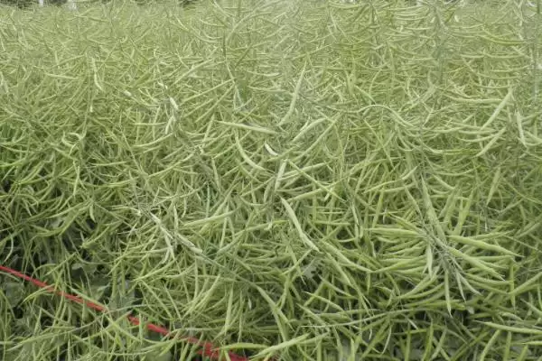 油菜籽高产品种有哪些,徽豪油26、华油杂50、陕油1209等品种的产量较高插图3 油菜籽高产品种有哪些,徽豪油26、华油杂50、陕油1209等品种的产量较高插图3