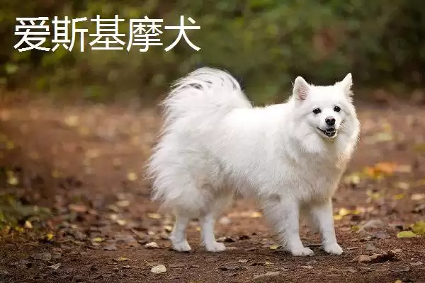 图片[3]-萨摩耶犬和爱斯基摩犬的区别？区分萨摩耶犬和爱斯基摩犬要关注什么？-会东网