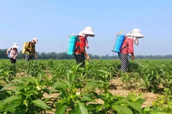 辣椒的叶面肥选择 ,辣椒开花坐果前为何施硼钙叶面肥?插图1 辣椒的叶面肥选择 ,辣椒开花坐果前为何施硼钙叶面肥?插图1