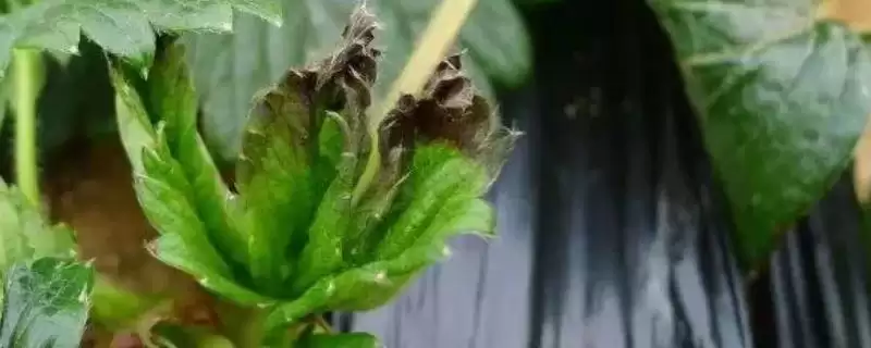 草莓黑心病的症状，叶子会变黑干枯-会东网