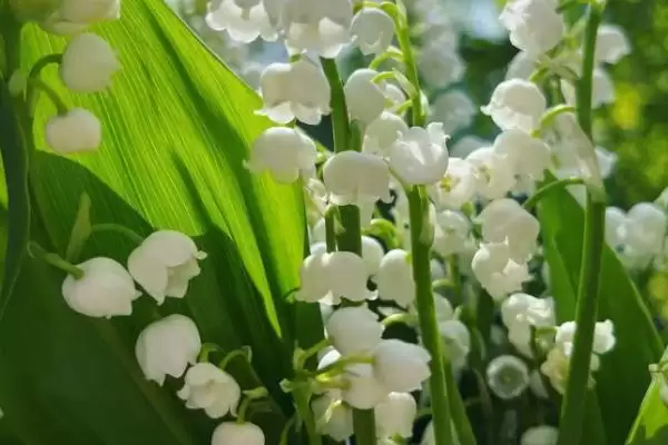 图片[3]-铃兰的植物简介 ,铃兰为什么是我国传统中药材？-会东网