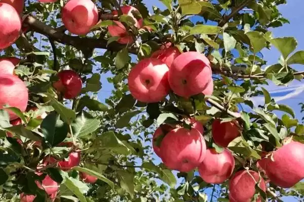 苹果膨大期的管理方法，要做好修剪、套袋、病虫防治等工作插图4
