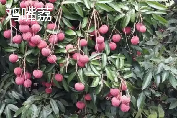 图片[7]-认识名贵优质荔枝品种的方法和重点？认识名贵优质荔枝品种要做好哪些细节？-会东网