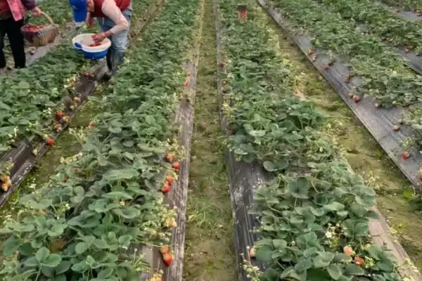 图片[2]-怎么应对草莓育苗和种植期间土壤带菌的问题，高温闷棚可以有效灭杀细菌和虫卵-会东网