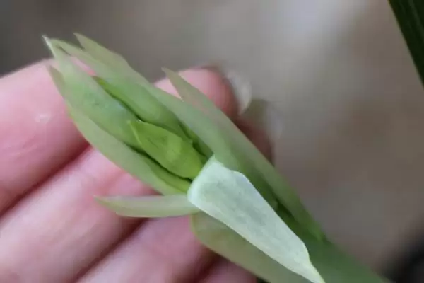 兰花花苞和新芽的区别 ,兰花花苞和新芽在哪些方面不同？插图3