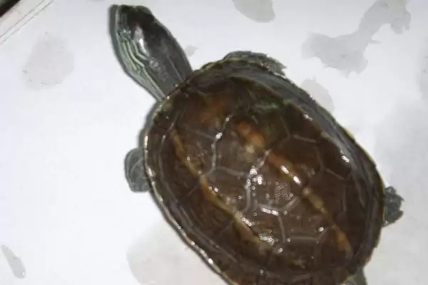 了解中华花龟食物的方法和重点?养猪场生态与其他生物有哪些关联细节?插图2 了解中华花龟食物的方法和重点?养猪场生态与其他生物有哪些关联细节?插图2