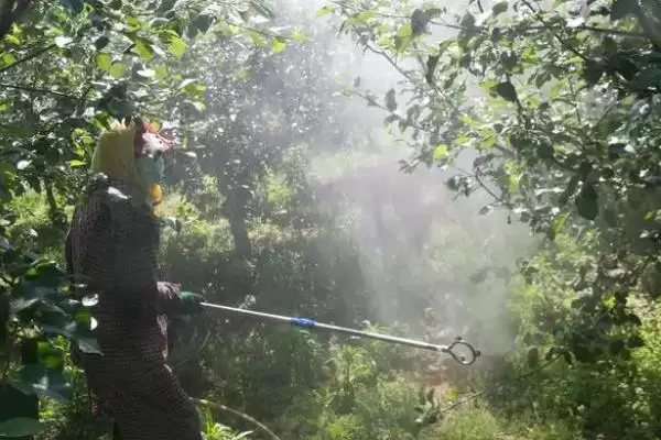 苹果树的叶片变黄如何处理,可采取喷施硫酸亚铁等措施插图2 苹果树的叶片变黄如何处理,可采取喷施硫酸亚铁等措施插图2