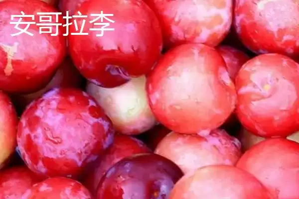 图片[2]-最大的李子品种，目前我国最大李子品种是黑巨王李子-会东网