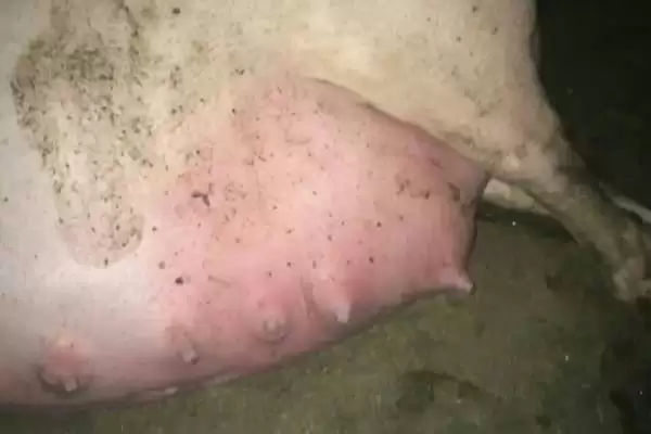 母猪下崽前会有什么症状表现呢,母猪下崽前两周乳房从前向后逐渐膨大插图1 母猪下崽前会有什么症状表现呢,母猪下崽前两周乳房从前向后逐渐膨大插图1