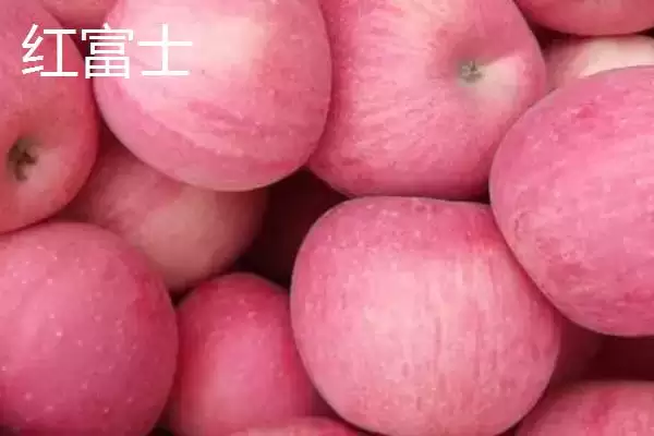 常见的苹果品种，红富士、金帅、红将军等品种较常见插图1