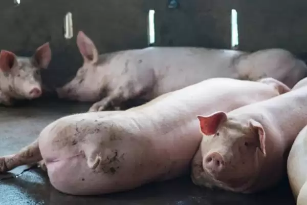 解决猪不吃食问题的方法和重点?养猪要做好哪些饮食管理细节?插图3 解决猪不吃食问题的方法和重点?养猪要做好哪些饮食管理细节?插图3