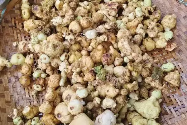 图片[8]-新鲜黄精价格的波动和要点？了解新鲜黄精价格需关注哪些市场因素？-会东网