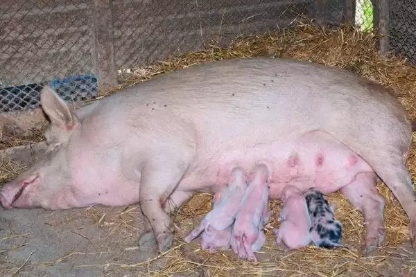 母猪发情多久后可以进行配种呢,母猪发情后 3-4 天配种比较合适插图2 母猪发情多久后可以进行配种呢,母猪发情后 3-4 天配种比较合适插图2