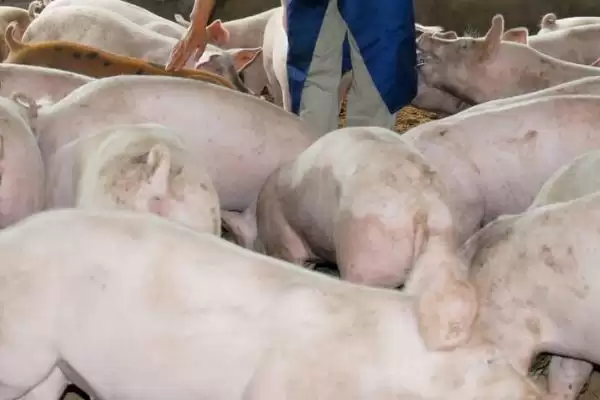 处理猪胀气问题的方法和重点？养猪要做好哪些肠胃健康管理细节？插图4