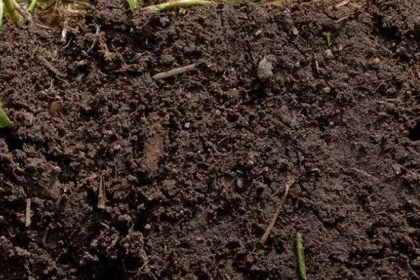 铃兰花苗的价格影响因素 ,铃兰花苗价格因规格如何变化?插图2 铃兰花苗的价格影响因素 ,铃兰花苗价格因规格如何变化?插图2