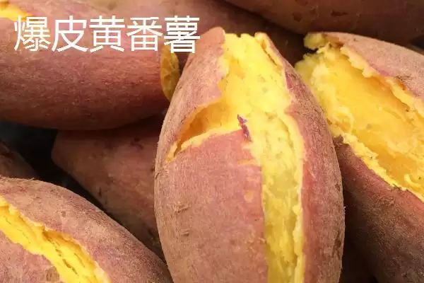 图片[8]-广东省高州市的特产，储良龙眼是著名优良品种-会东网