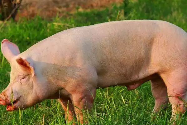 了解猪寿命的方法和重点？养猪要做好哪些养殖周期规划细节？插图2