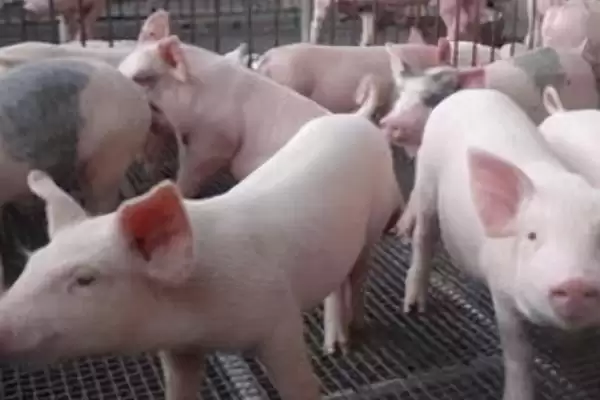 判断猪得了猪瘟的方法和重点?养猪要做好哪些重大疫病判断细节?插图4 判断猪得了猪瘟的方法和重点?养猪要做好哪些重大疫病判断细节?插图4