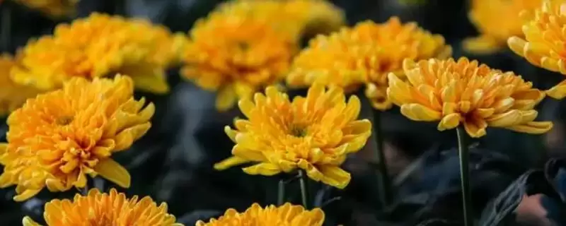 菊花的养殖环境 ,菊花喜欢在怎样的环境中生长呢?-会东网