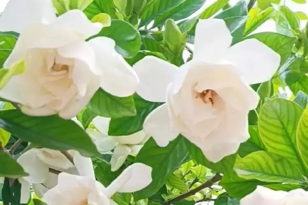 图片[4]-了解栀子花开花季节的方法和重点？了解栀子花开花季节要做好哪些细节？-会东网