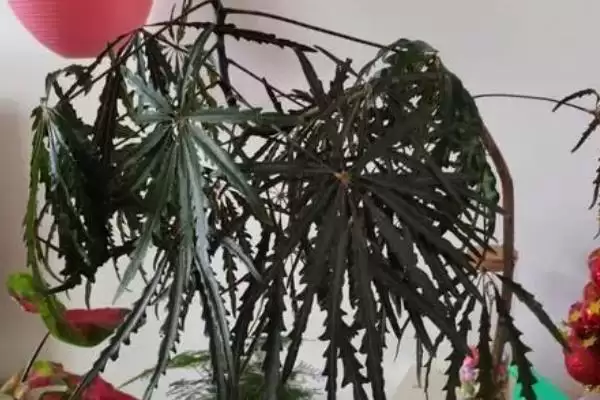 图片[7]-养孔雀木的方法和重点？养孔雀木要做好哪些细节？-会东网