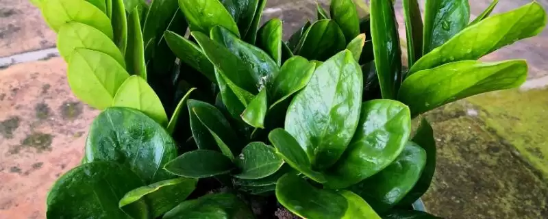 金钱木侧芽的繁殖方式 ,金钱木侧芽常采用什么方式繁殖-会东网