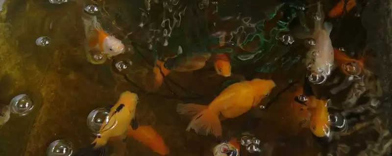 金鱼的进食需求 ,金鱼需不需要吃东西来维持生命-会东网