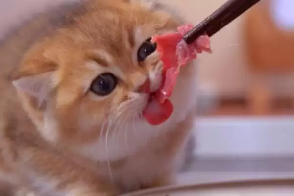 猫为什么会出现乱吃东西现象 ,猫乱吃东西一般因缺乏微量元素插图2 猫为什么会出现乱吃东西现象 ,猫乱吃东西一般因缺乏微量元素插图2