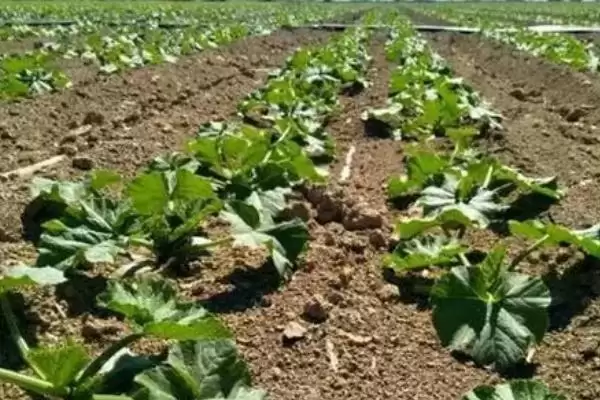 西葫芦种植技术的方法和重点?种西葫芦要做好哪些细节?插图3 西葫芦种植技术的方法和重点?种西葫芦要做好哪些细节?插图3