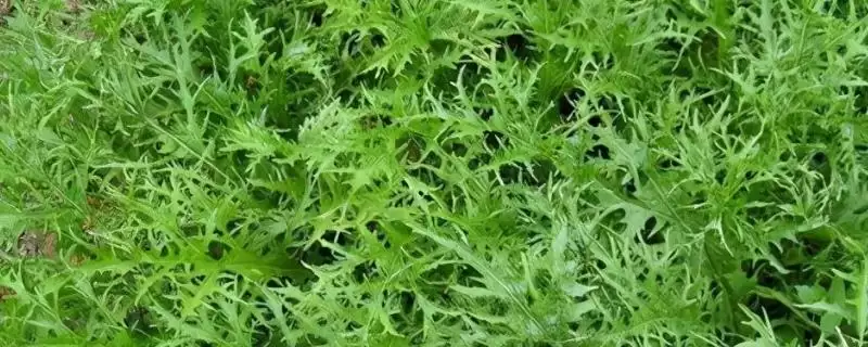 种植雪里红的方法和重点？种植雪里红要做好哪些细节？-会东网