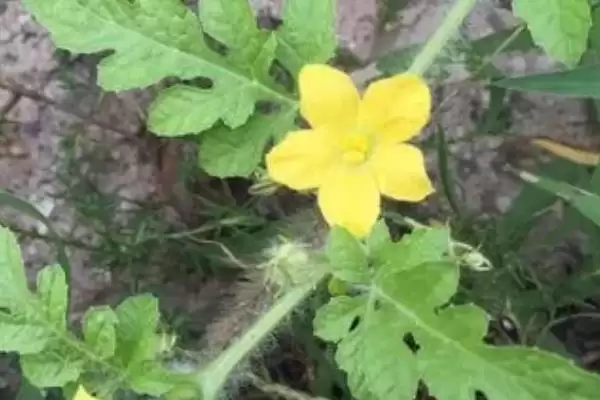 西瓜的花是什么样子的,是黄色的插图3 西瓜的花是什么样子的,是黄色的插图3