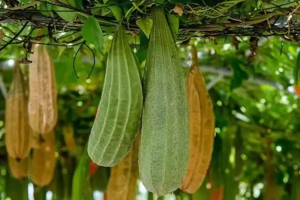 种植丝瓜的方法和重点？种丝瓜要做好哪些细节？(2)插图5