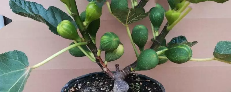 适合在家种植的无花果品种？选择在家种植的无花果品种要关注哪些特性？-会东网