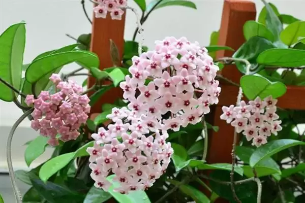 球兰换盆最佳时间解析：一年四季可换盆的优势及注意插图1