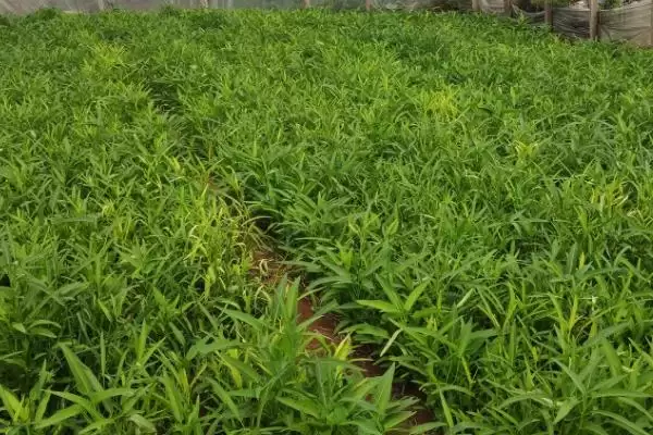 空心菜的种植间距 ,空心菜行株距多少比较合适呢?插图2 空心菜的种植间距 ,空心菜行株距多少比较合适呢?插图2