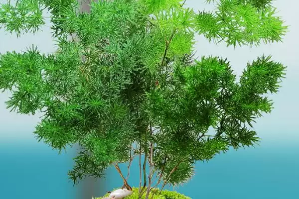 图片[7]-客厅适合摆放的植物 ,客厅适合摆放哪十种常见植物呢？-会东网