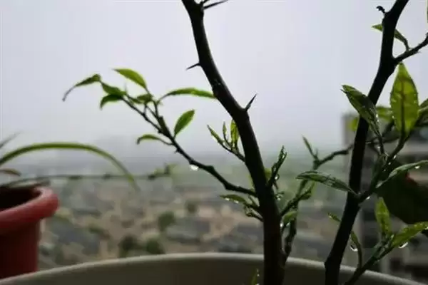 图片[4]-柠檬苗修剪技巧：夏季抹芽放梢的成长秘诀-会东网