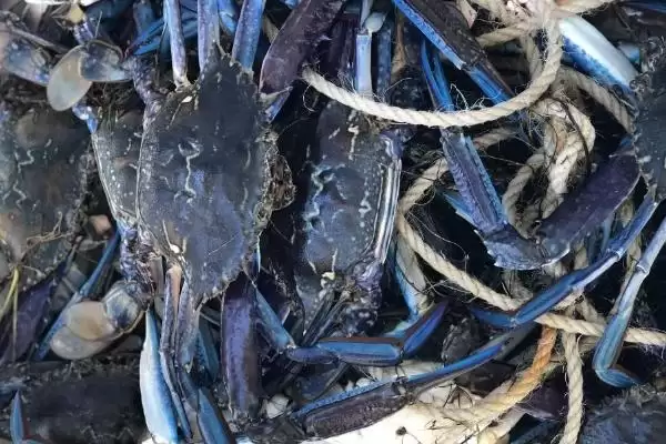 青蟹品种大观:澳洲泥蟹、朝鲜青蟹、越南青蟹等介绍插图1 青蟹品种大观:澳洲泥蟹、朝鲜青蟹、越南青蟹等介绍插图1