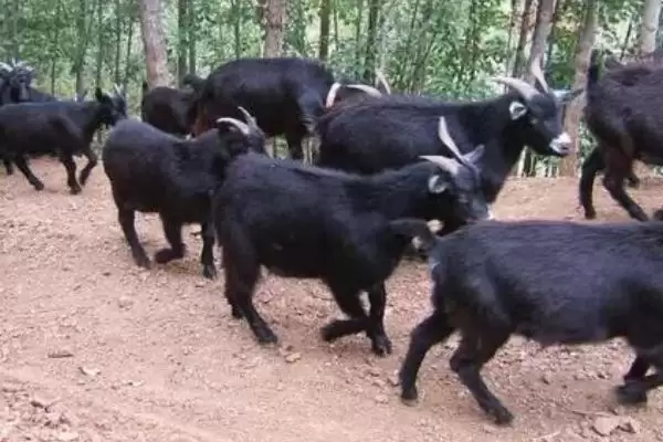 判断羊和鸡能否混养的方法和重点?养鸡要做好哪些混养规划?插图6 判断羊和鸡能否混养的方法和重点?养鸡要做好哪些混养规划?插图6